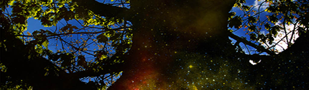 Starship Oak